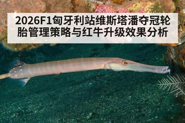 2026F1匈牙利站维斯塔潘夺冠轮胎管理策略与红牛升级效果分析 - aiyouxi